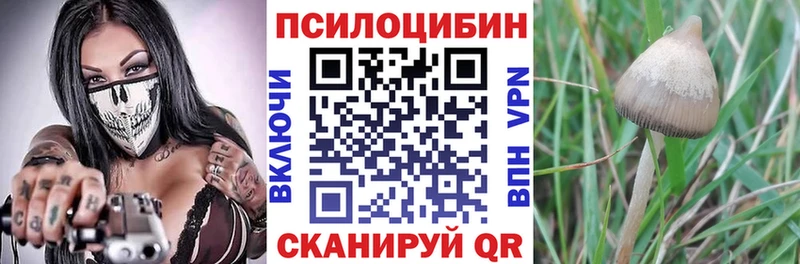 Галлюциногенные грибы Psilocybine cubensis  Староминская 